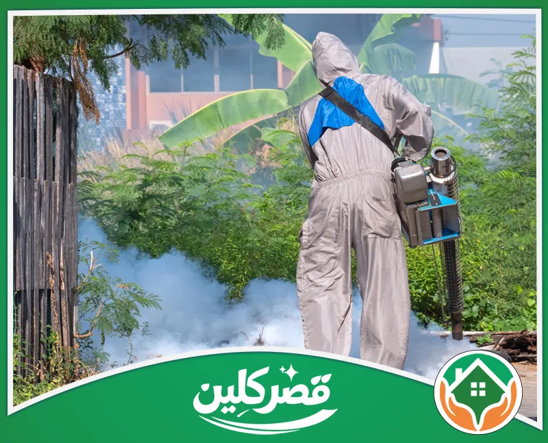 مكافحة بق الفراش بالرياض 0550575548 قصر كلين لقطة مقربة لصرصور ألماني بلون بني فاتح مع خطين داكنين على رأسه، يستقر فوق سطح خشبي تظهر عليه تفاصيل قشرته الحبيبية.