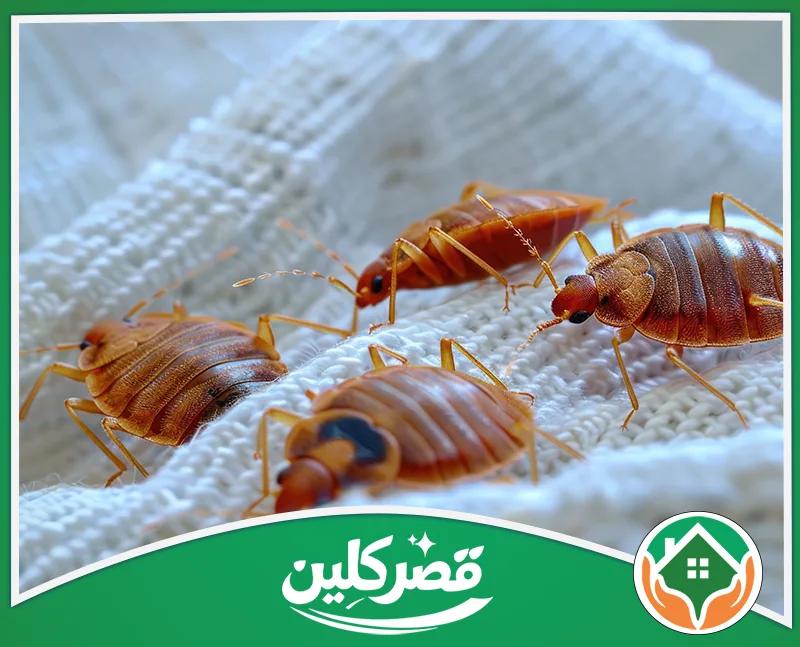 مكافحة بق الفراش الرياض - قصر كلين لقطة مكبرة لبق الفراش فوق ألياف بيضاء، توضح تقسيمات البطن وقرون الاستشعار.