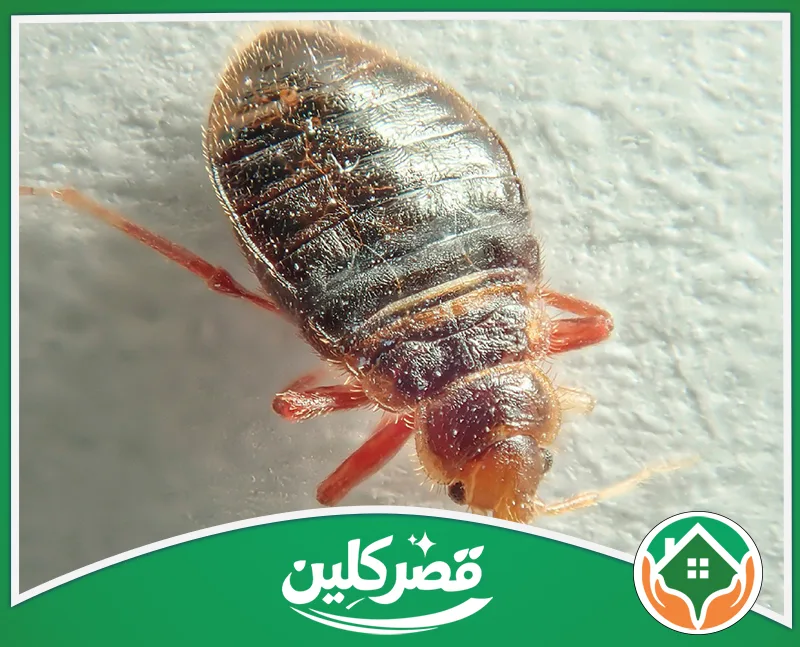 شركة إبادة البق بالرياض الشقق والفلل 0550575548 قصركلين لقطة مقربة ومكبرة لحشرة بق الفراش ذات اللون البني المحمر على سطح أبيض فاتح، تُظهر تفاصيل جسمها المقسم.
