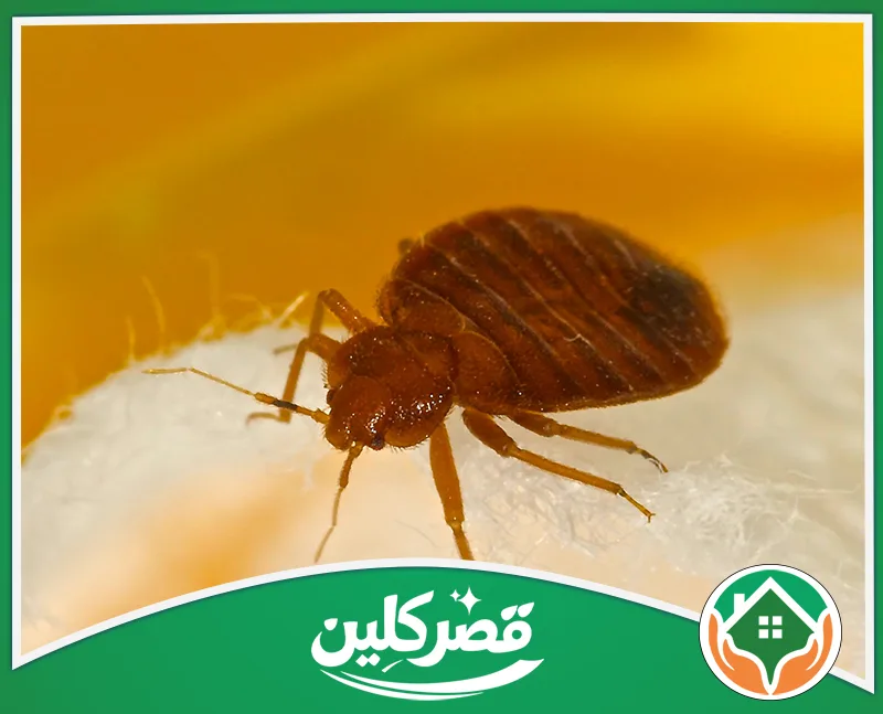 علاج البق بالرياض 0550575548 قصركلين لقطة مكبرة لحشرة بق الفراش بلونها البني الداكن على خيوط قطنية بيضاء، وخلفية صفراء زاهية ودافئة.
