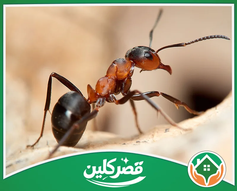 مكافحة النمل الأسود بالرياض - قصر كلين نملة سوداء تظهر عن قرب مع تفاصيل الجسم والقرون الاستشعارية.