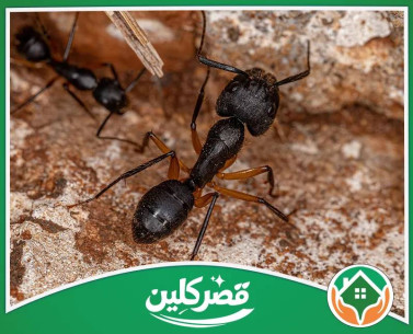 شركة مكافحة النمل الاسود بالرياض