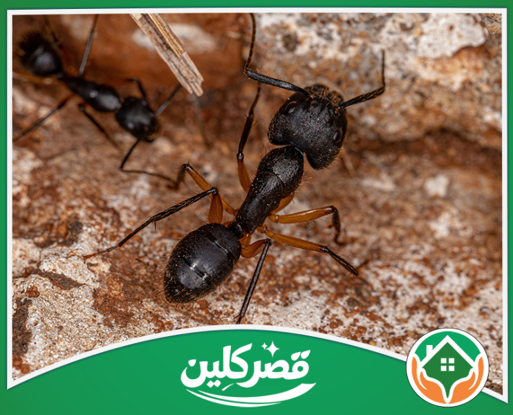 شركة مكافحة النمل الاسود بالرياض