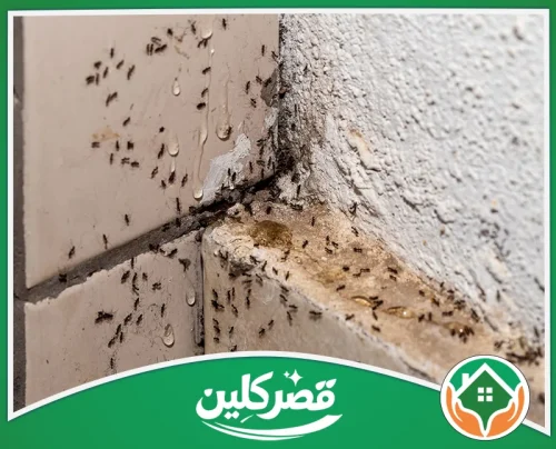 مكافحة النمل الأسود بالرياض 0550575548 قصر كلين انتشار النمل الأسود في زوايا الحمام، مع الحاجة لخدمة مكافحة النمل الأسود بالرياض عاجلا جدا.