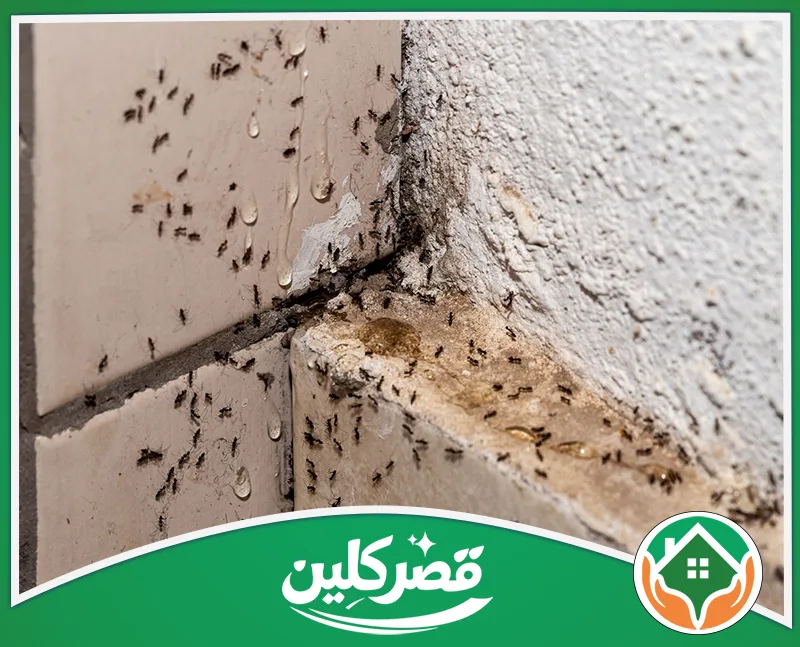 مكافحة النمل الأسود بالرياض 0550575548 قصر كلين تجمع أسراب من النمل الصغير حول قطرات مادة سائلة ولزجة عند زاوية جدار إسمنتي خشن وبلاط متسخ، في لقطة مقربة.