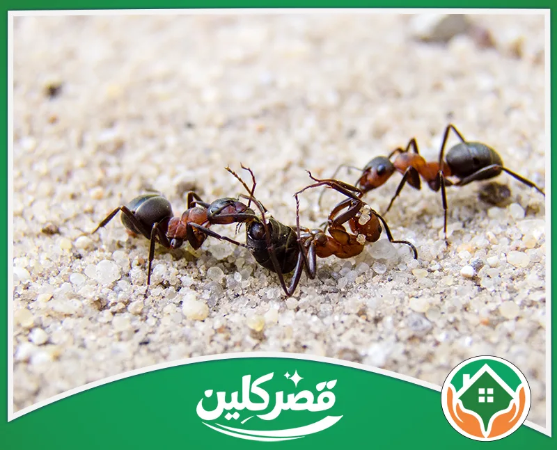 رش النمل الأسود في المطابخ بالرياض 0550575548 قصر كلين مجموعة من النمل الأحمر والأسود تتفاعل معاً فوق تربة رملية خشنة، في لقطة مكبرة ومثيرة تبرز تفاصيل وحياة الحشرات بدقة.