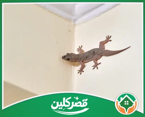سد فتحات دخول الوزغ بالرياض - قصر كلين وزغ يتسلق جدار المنزل ويظهر بكامل جسمه وذيله الطويل.