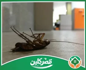 شركة مكافحة الصراصير بالرياض