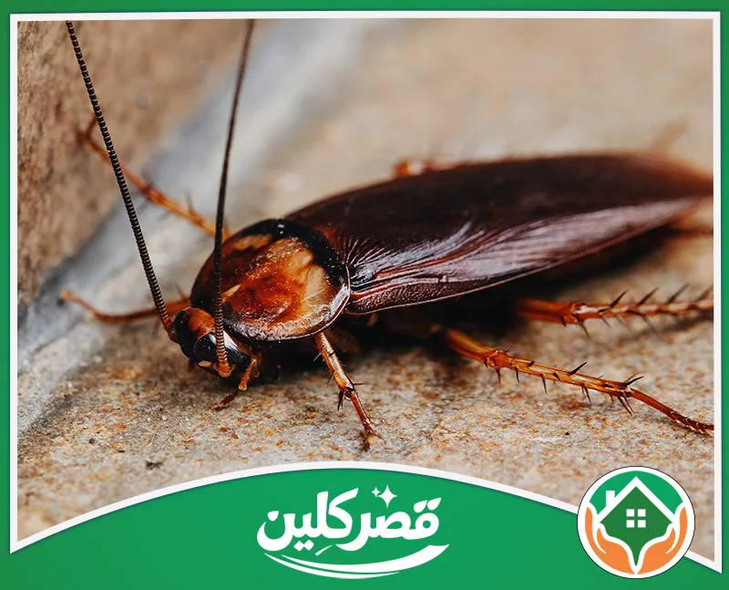 مكافحة الصراصير في الفنادق بالرياض 0550575548 قصر كلين لقطة عن قرب لصرصور أمريكي بني كبير، يستقر على سطح حجرى مائل بجانب جدار مائل تظهر تفاصيل أرجله الشوكية.