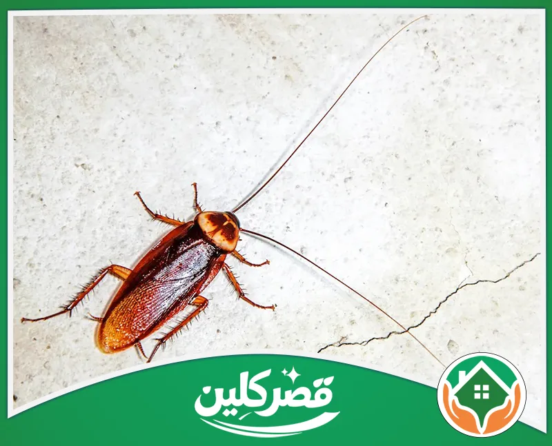 رش صراصير المنازل والشقق بالرياض 0550575548 قصر كلين مصيدة فئران بلاستيكية سوداء حديثة مجهزة بقطعة جبن طازجة كطعم، موضوعة على أرضية خرسانية رمادية جاهزة للاستخدام.