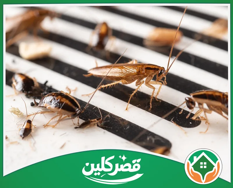 رش الصراصير للمنازل والشقق بالرياض - قصر كلين مشهد قريب لصراصير فوق فتحات سوداء متوازية، يبرز اختلاف أحجامها وألوان أجسامها.