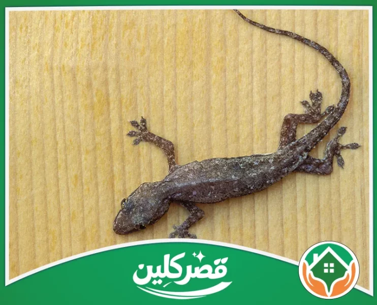 شركة مكافحة الوزغ بالرياض