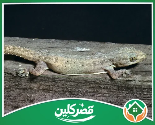 مكافحة الوزغ داخل المنازل بالرياض - قصر كلين وزغ رمادي ظاهر بوضوح فوق خشب مع تفاصيل الجسم والعينين.