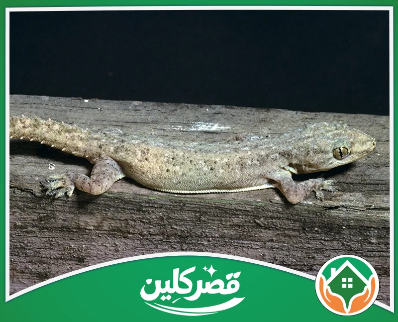 مكافحة الوزغ داخل المنازل بالرياض 0550575548 قصر كلين برص صغير رمادي منقط يرقد على عارضة خشبية قديمة متآكلة، ويتميز بملامح تفصيلية لجلد محرشف.