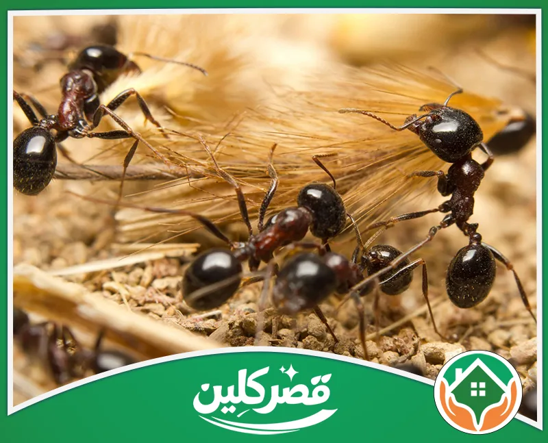 رش مبيد النمل الأسود بالرياض 24 ساعة - قصر كلين مجموعة من النمل الأسود تتحرك بين القش وبقايا المواد العضوية.
