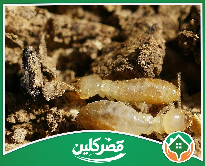 أهمية شركة مكافحة النمل الأبيض بالرياض - قصر كلين نمل أبيض يتحرك داخل تربة وخشب متآكل في لقطة قريبة.