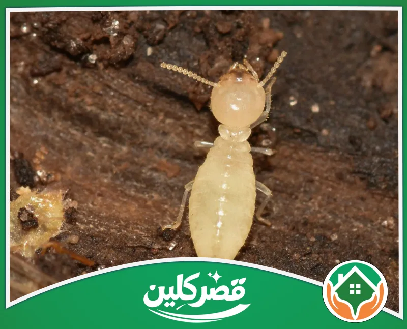 حقن الجدران ضد النمل الأبيض بالرياض 0550575548 قصر كلين لنملة بيضاء (أرضة) بجسم كريمي فاتح، تتحرك فوق سطح خشبي رطب مغطى ببقايا التربة الداكنة.