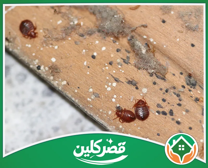 معالجة المراتب والمفروشات 0550575548 قصركلين حشرات بق الفراش وبيضها الأبيض الصغير منتشرة مع الأتربة وفضلاتها السوداء على سطح خشبي ملوث.