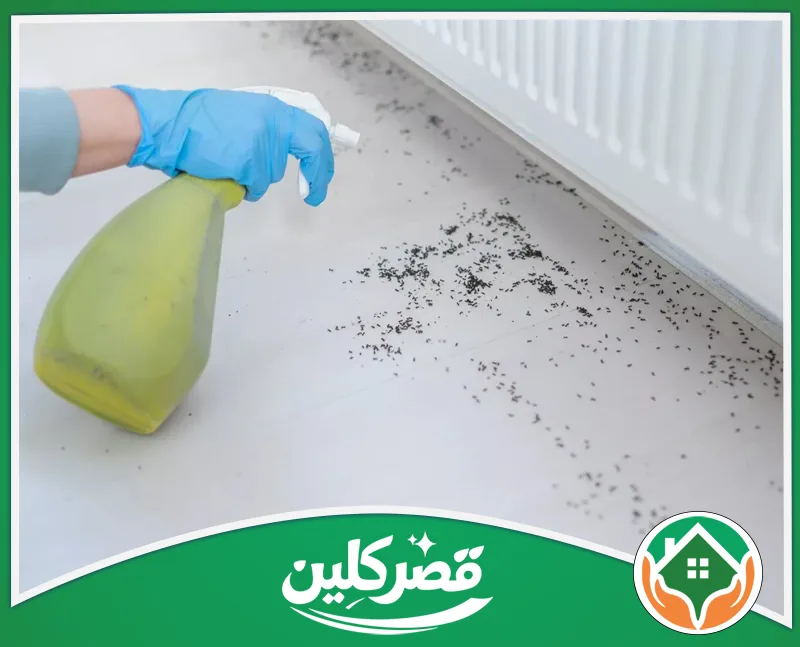 مكافحة النمل الأسود بدون رائحة 0550575548 قصر كلين مكافحة النمل الأسود بدون رائحة