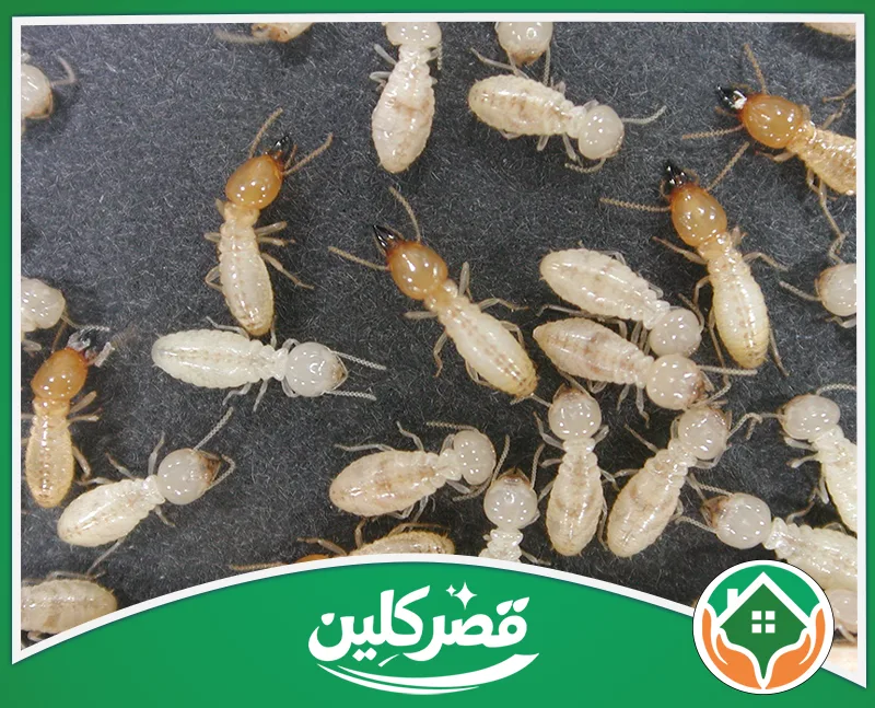 مكافحة النمل الأبيض قبل البناء بالرياض - قصر كلين مجموعة من النمل الأبيض منتشرة على سطح داكن في لقطة قريبة.