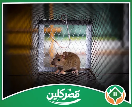 مكافحة الفئران في المنازل بالرياض - قصر كلين مصيدة معدنية بداخلها فأر صغير في مشهد يوضح التعامل مع مشكلة القوارض.