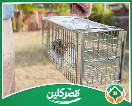 سد فتحات دخول الفئران بالرياض - قصر كلين فأر محاصر داخل مصيدة شبكية معدنية يتم حملها باليد في منطقة خارجية.