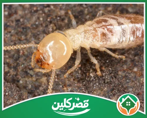 رش دفان بالرياض 0550575548 قصر كلين مكافحة النمل الأبيض بالرياض بطرق فعالة لحماية المنازل والأخشاب من أضرار الأرضة مع قصر كلين