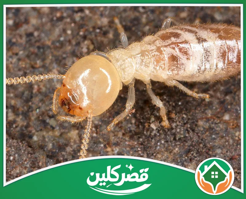 رش دفان بالرياض 0550575548 قصر كلين لنملة بيضاء بجسم شبه شفاف ورأس دائري لامع، تظهر تفاصيل أرجلها وقرون استشعارها الدقيقة