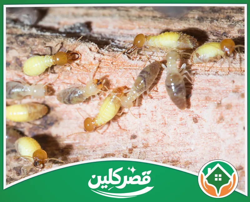 علاج النمل الابيض في الخشب بالرياض 0550575548 قصر كلين مجموعة من حشرات النمل الأبيض واليرقات تتحرك وتتغذى على جدار أو جذع خشبي تالف ومتآكل.