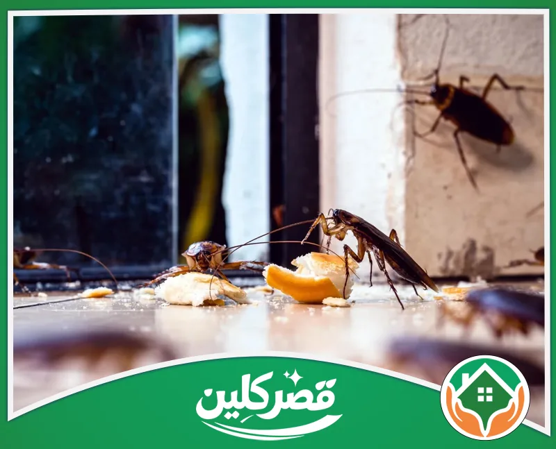مكافحة الصراصير بالرياض - قصر كلين صراصير منزلية تبحث عن الطعام في زاوية قريبة من النافذة.