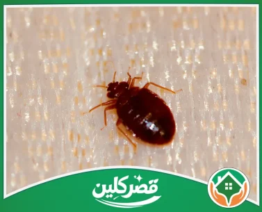 شركة مكافحة بق الفراش بالرياض