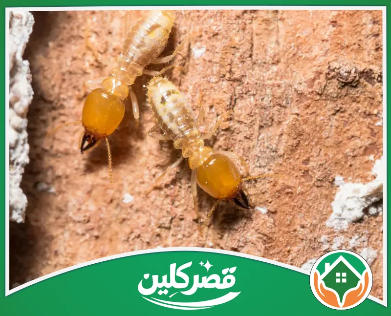 مكافحة النمل الأبيض بالرياض - قصر كلين نمل أبيض داخل الخشب يوضح أهمية الفحص والمكافحة المبكرة.