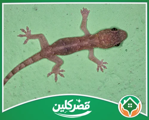 رش الوزغ بالرياض - قصر كلين صورة لوزغ منزلي كامل الجسم فوق سطح أخضر مع ذيل طويل.