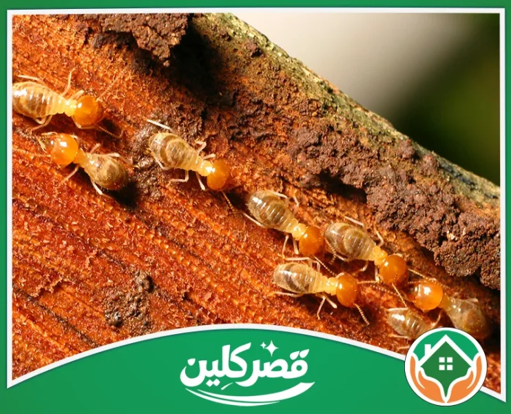 شركة مكافحة النمل الابيض بالرياض